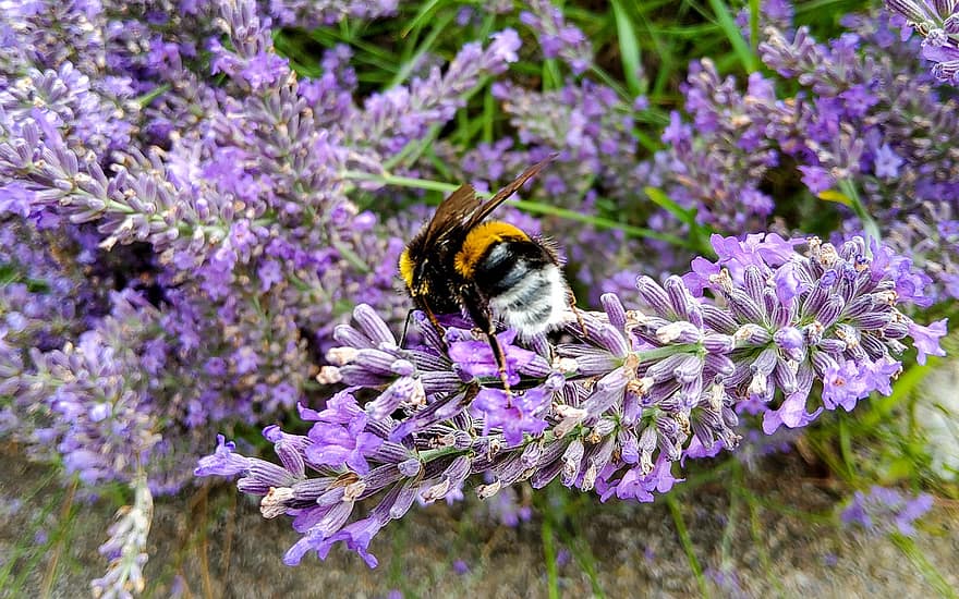 bi, insekt, pollinera, pollinering, lavendel, blommor, vingad insekt, vingar, natur, Hymenoptera, entomologi