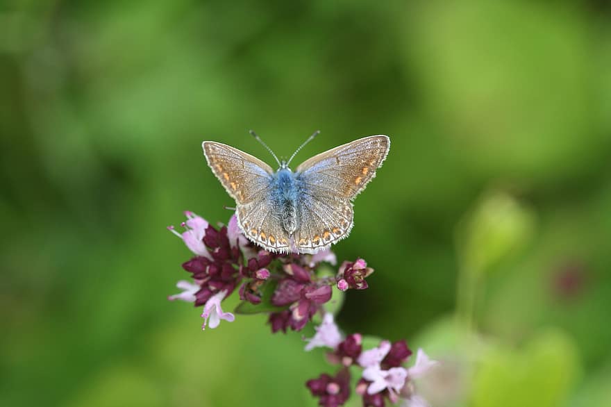 Pollination, Butterfly, Flower, Pollinator, Insect, Common Blue, Polyommatus Icarus, Bloom, Blossom, Flowering Plant, Nature