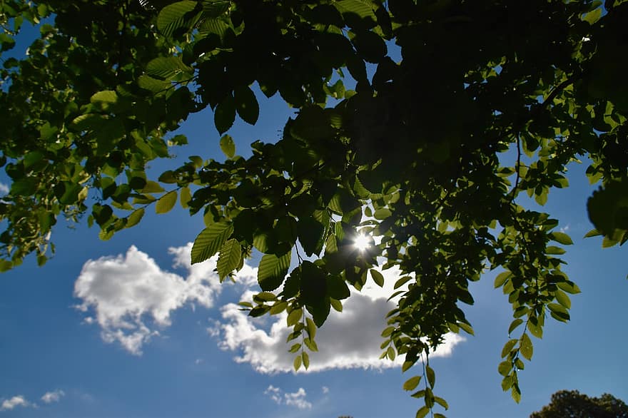 木の葉、ブランチ、見かけの太陽、まばゆい日の光、白い雲、青空