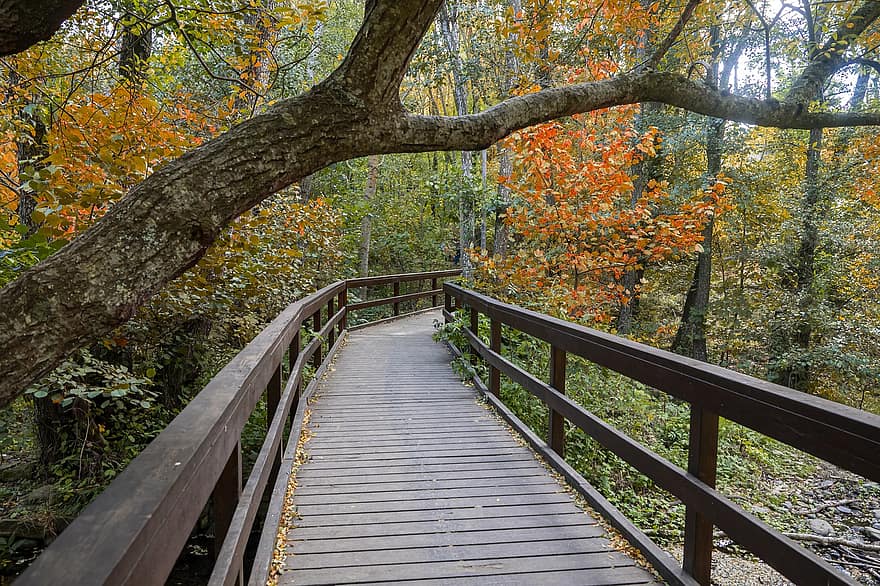forêt, promenade, tomber, l'automne, la nature, des arbres, pont, sentier en bois, chemin en bois, sentier, paysage