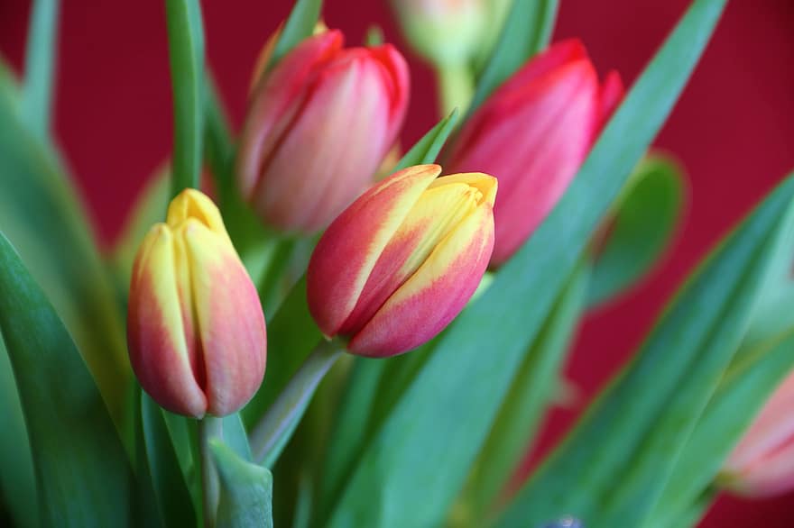tulipaner, bukett tulipaner, blomsterbukett, blomster, vår, en haug med blomster