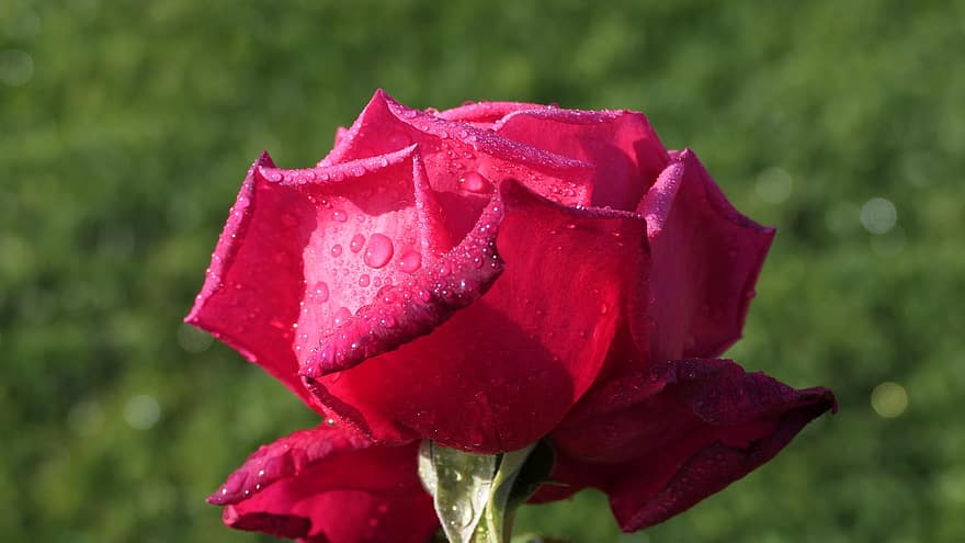 Rosa, flor, Rosa rosada, flor rosa, pétalos, Rocío, gotitas, pétalos de rosa, floración, naturaleza, de cerca