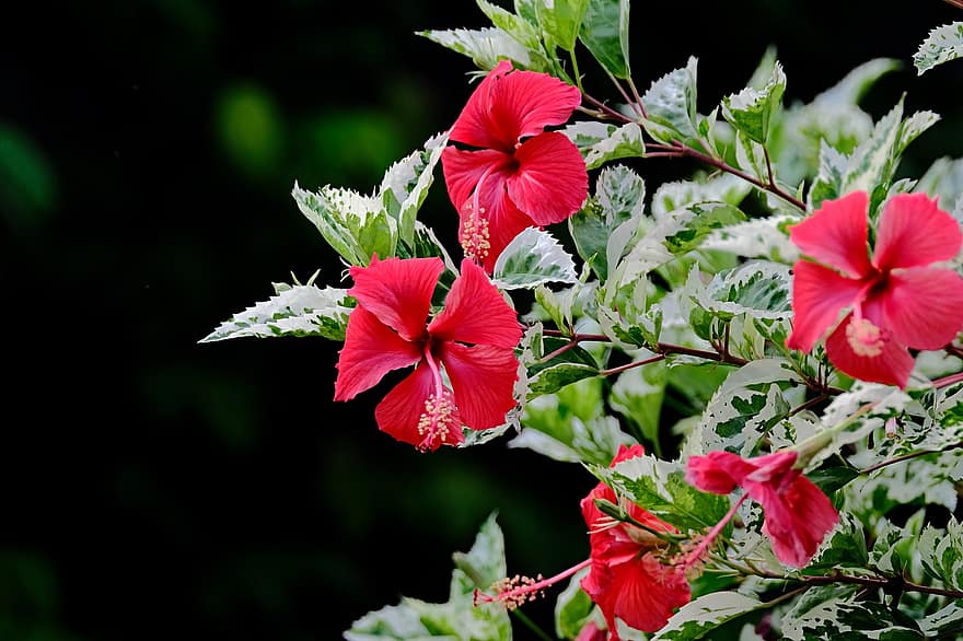 hibisco, hibisco rojo, Flores rojas, las flores, jardín, flora, planta, hoja, de cerca, flor, verano