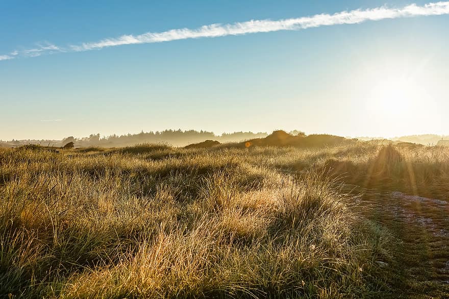 草、砂丘、日の出、霧、太陽、デンマーク