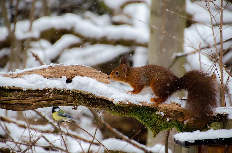 Squirrel, Snow, Rodent, Foraging, Snowy, Wildlife, Winter, Wintry, Hoarfrost, Forest, Wilderness