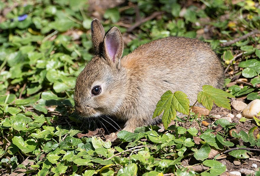 kanin, dyr, kæledyr, pattedyr, ung kanin, ører, nuttet, yndig, forår, natur, udendørs