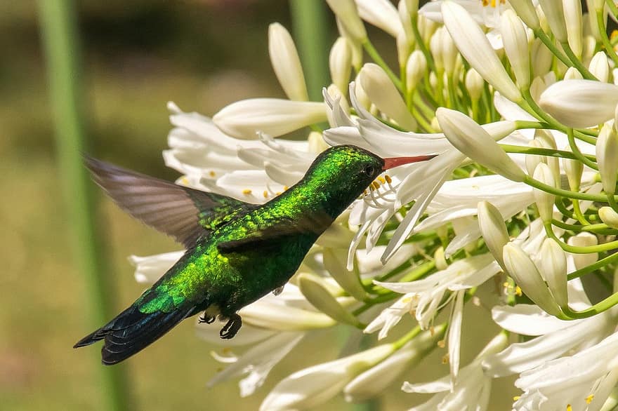 bird, hummingbird, flowers, nature, animal, close-up, multi colored, outdoors, beak, feather, green color