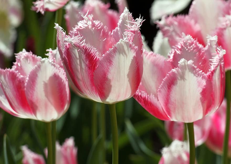 Tulipes arrissats, tulipes, flors, pètals, florint, flora, floricultura, horticultura, botànica, naturalesa, plantes