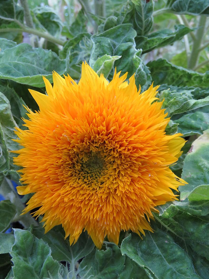 bunga matahari, bunga, kuning, bunga-bunga, mekar, musim panas, berkembang, matahari, lebah, cerah, senang