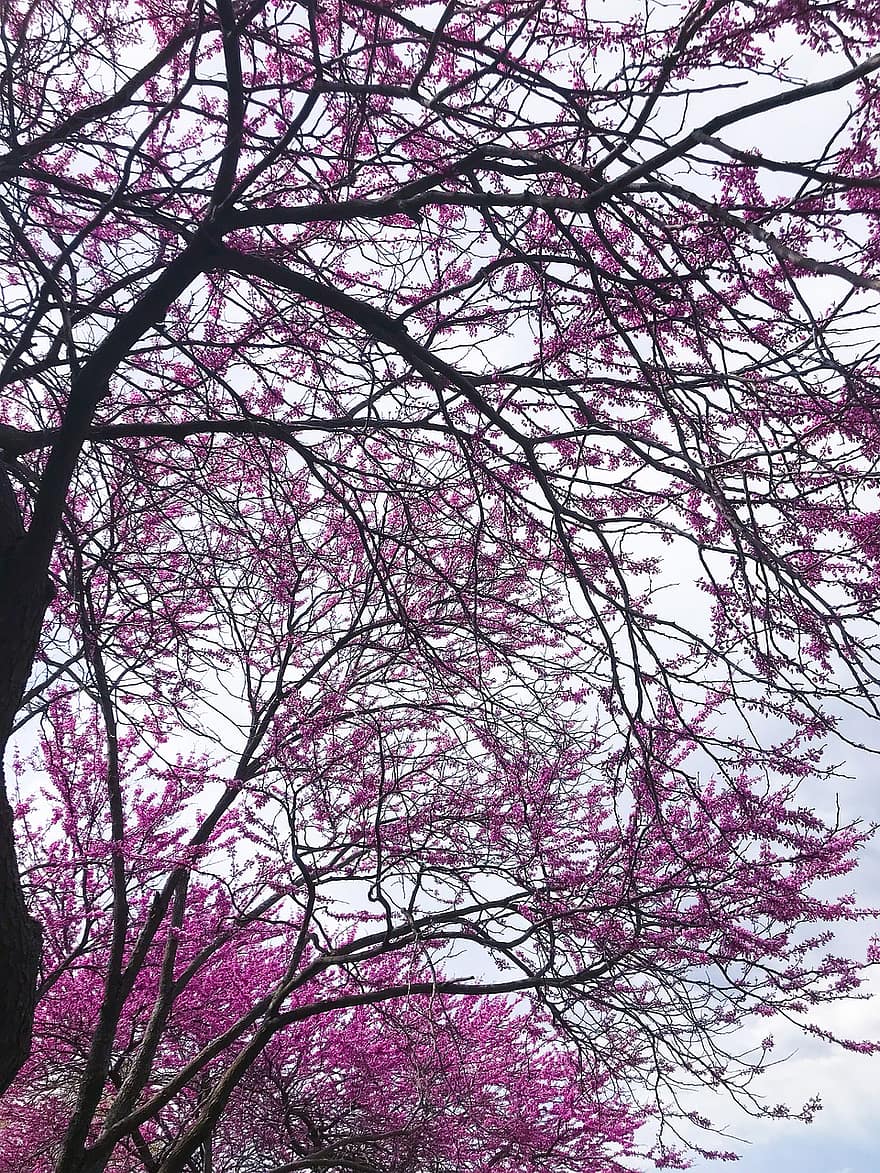 квіти, дерево, рожевий, весна, природи