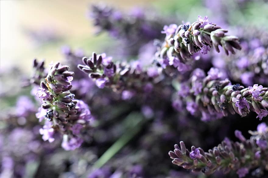lavendel, bloemen, kruiden, fabriek, paars, zomer, de geur van, natuur, figuur, aromatisch, geurig