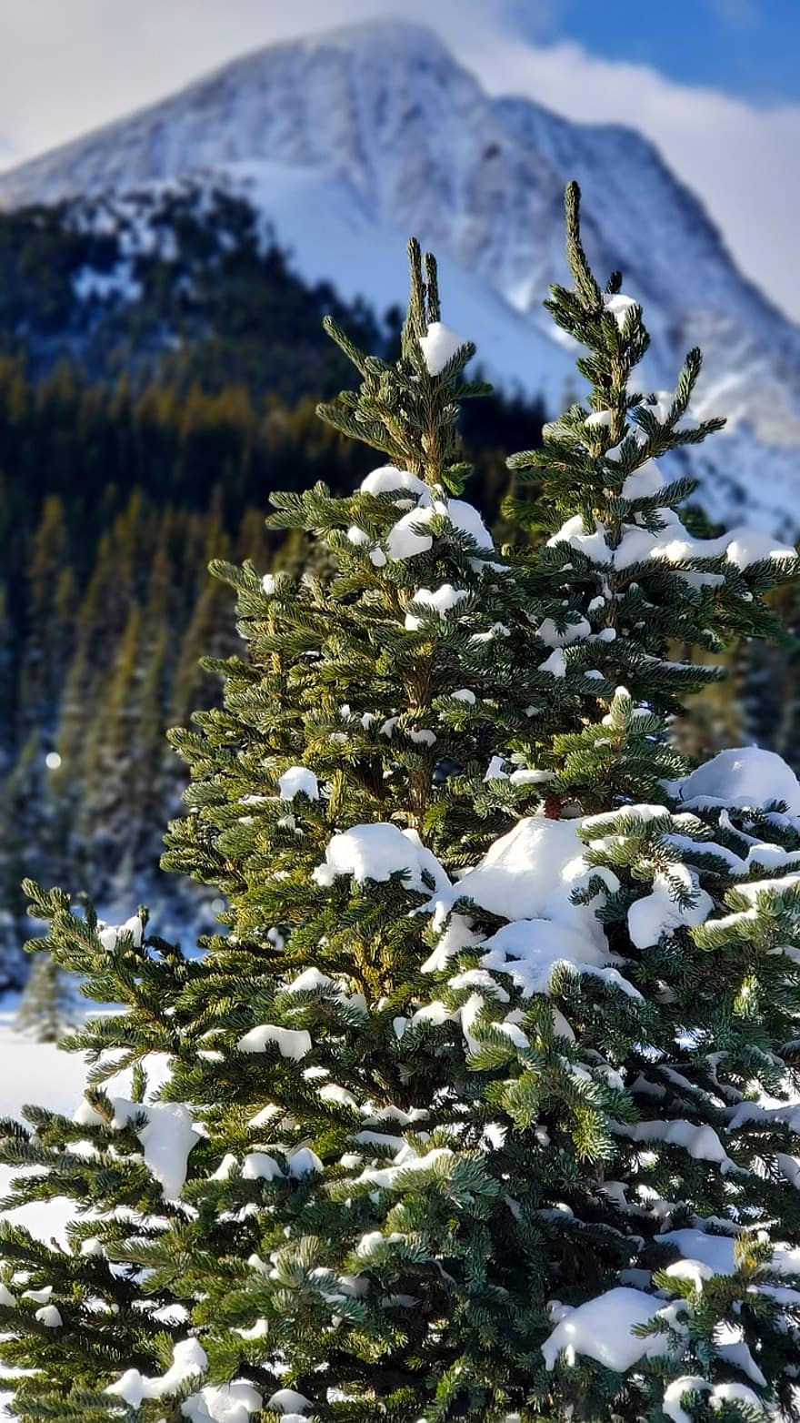 Berge, Fichte, Schnee, Bäume, Winter, Kanada, Natur, Wald