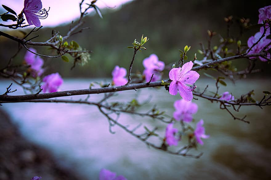 Rhododendron, Flower, Branch, Purple Flower, Bloom, Tree, Plant, Nature