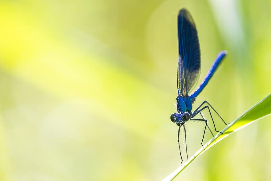 dragonfly, dragonfly vinger, vinger, fauna, damselfly, vakker, insekt, makro, bevinget insekt, Odonata, anisoptera