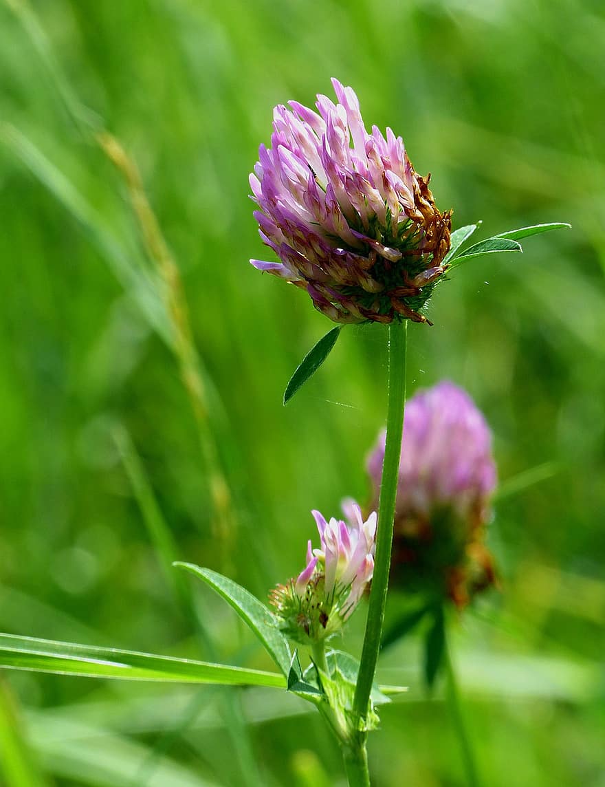 Flowers, Clover Flowers, Meadow, Spring, Grass, close-up, plant, flower, summer, green color, purple
