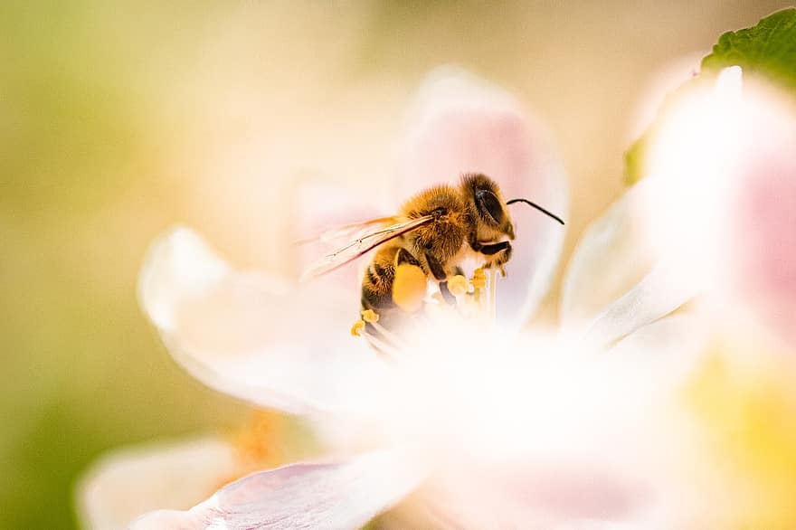 včela, květ jabloně, květ, včelí med, hmyz, opylování, rostlina, jabloň, jaro, zahrada, Příroda