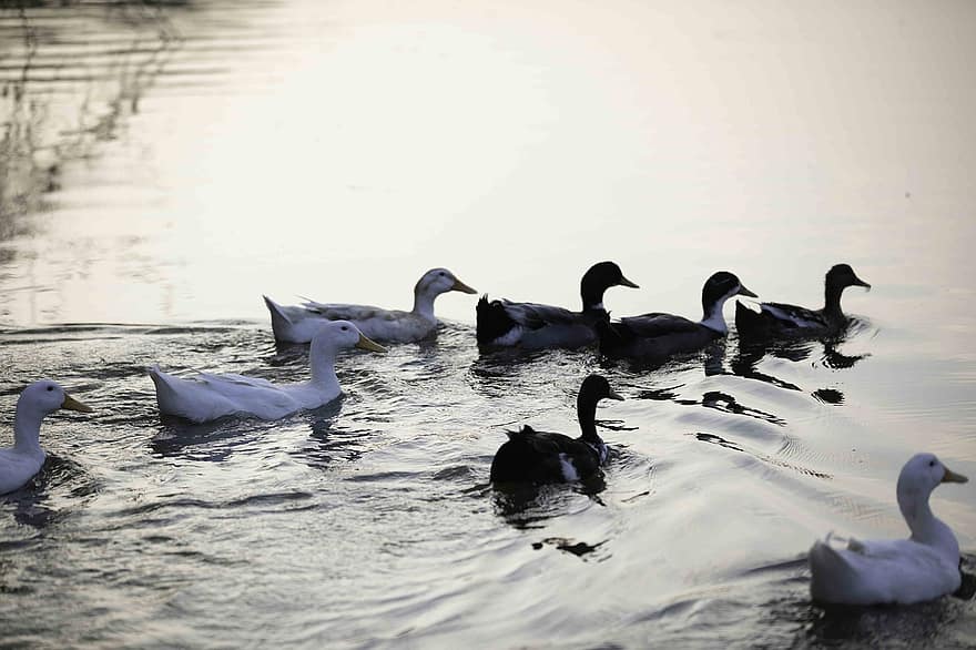Ducks, Birds, Animals, Waterfowls, Water Birds, Lake, Swim, Plumage, Feathers, Beaks, Animal World