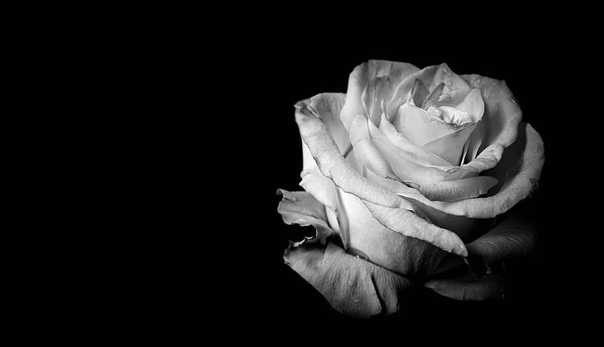 Rose, blomst, fabrik, kronblade, flor, flora, natur, tæt på, sort og hvidt foto, monokrom, knop
