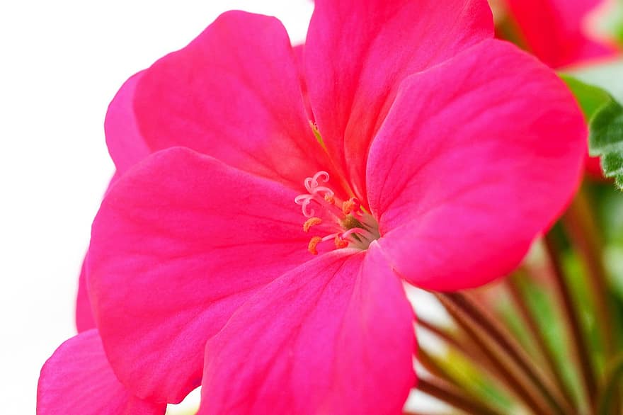 Flower, Geranium, Scarlet, Nature, Growth, Bloom, Blossom, Petals