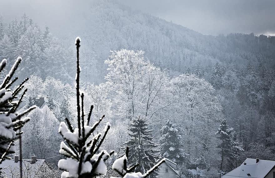 joulukuusi, kuusi, halla, rauhaset, talvi-, lumi, metsä, puu, jää, kausi, vuori