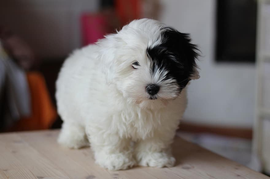 hund, hundehvalp, hvid hund, lille hund, coton, Tyl Coton, kæledyr, avl, hund øjne, dyr, smuk