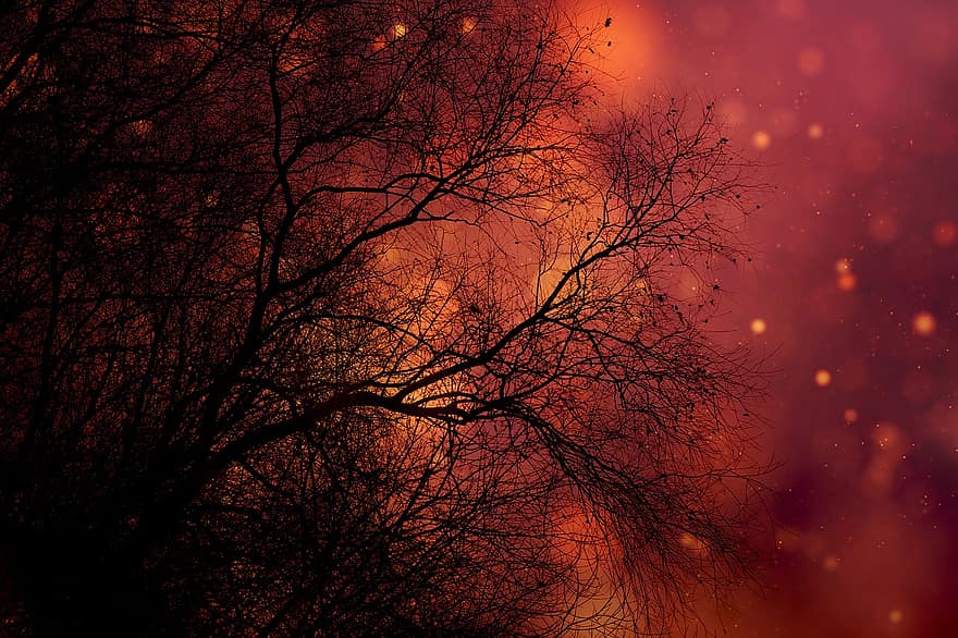 arboles, ramas, oscuro, cielo, bosque, rojo, silueta, noche, antecedentes, árbol, oscuridad