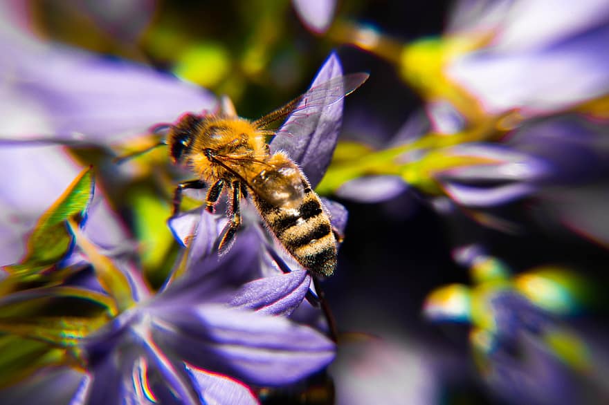 polen, flor, insecto, primavera, volar, estambre, coleccionar, pelo, abeja, planta, miel