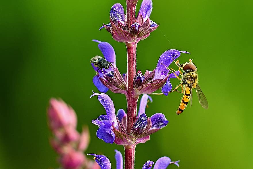 цветя, насекомо, сирфидни мухи, природа, лято, наблизо, растение, цвете, животно, опрашване, градина