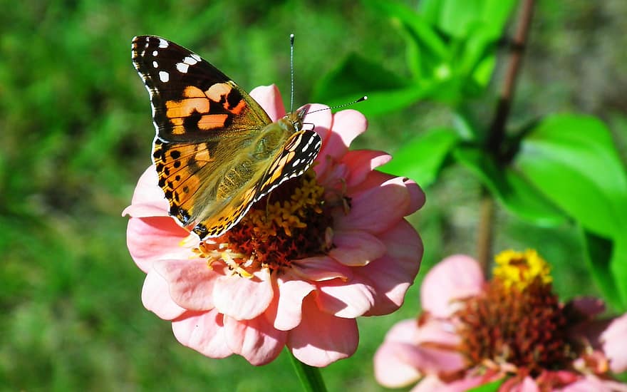 나비, 곤충, 꽃, 날개, 동물, 백일초, 식물, 정원, 자연