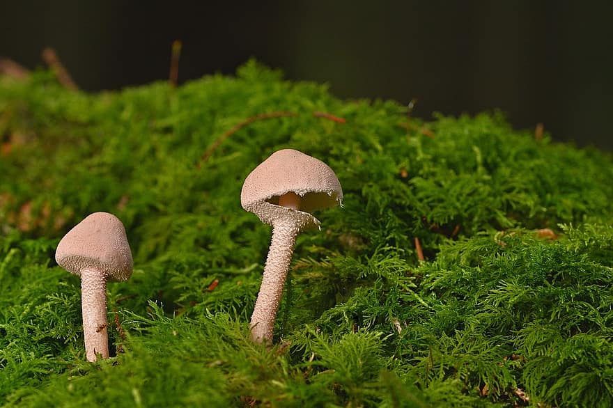 грибы, мох, лес, деревянный пол, маленькие грибы, крупный план, грибок, завод, зеленого цвета, неразвитый, осень
