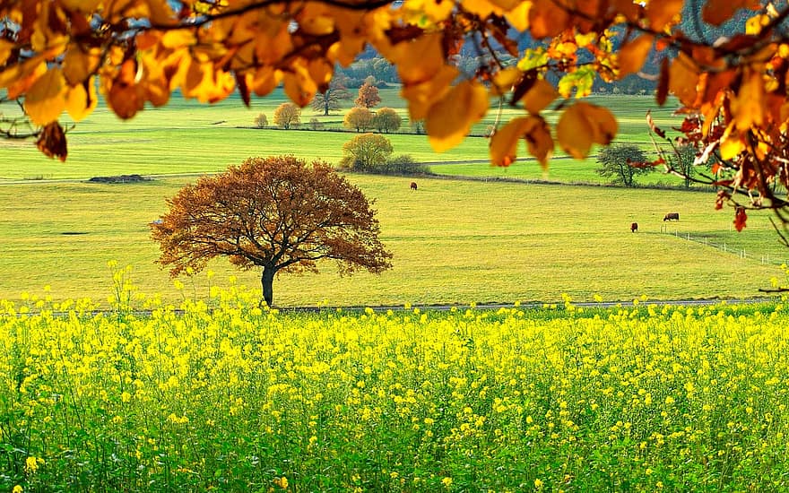 木、秋、野の花、紅葉、落葉、牧草地、畑、自然、風景、葉