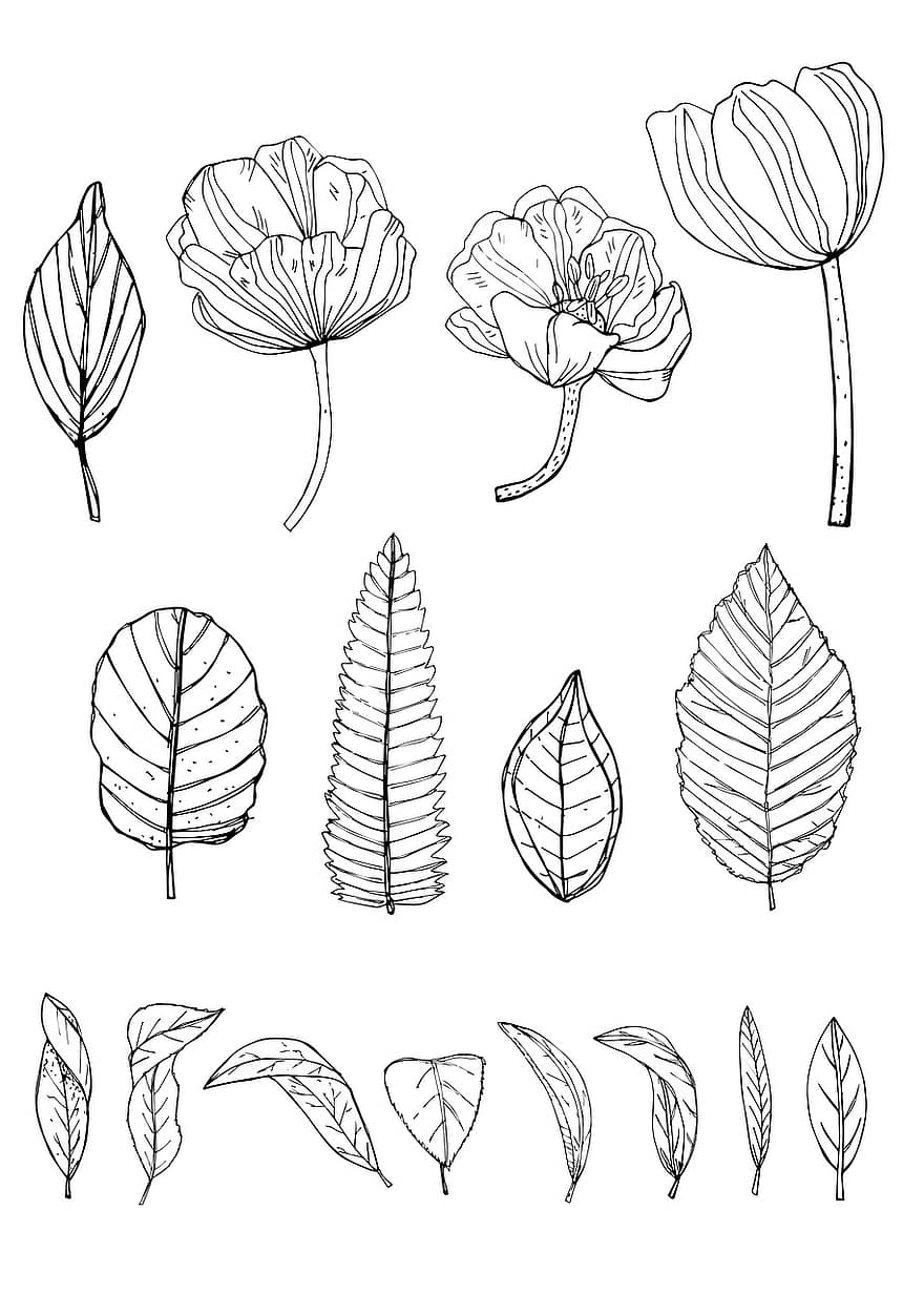 Flowers, Leaves, Doodle, Garden, Nature, Decorative, Pattern, Drawing, Sketch, Design, Hand Drawn
