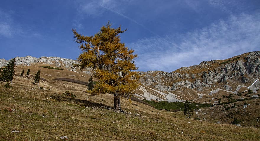 Nature, Tree, Larch, Outdoors, Travel