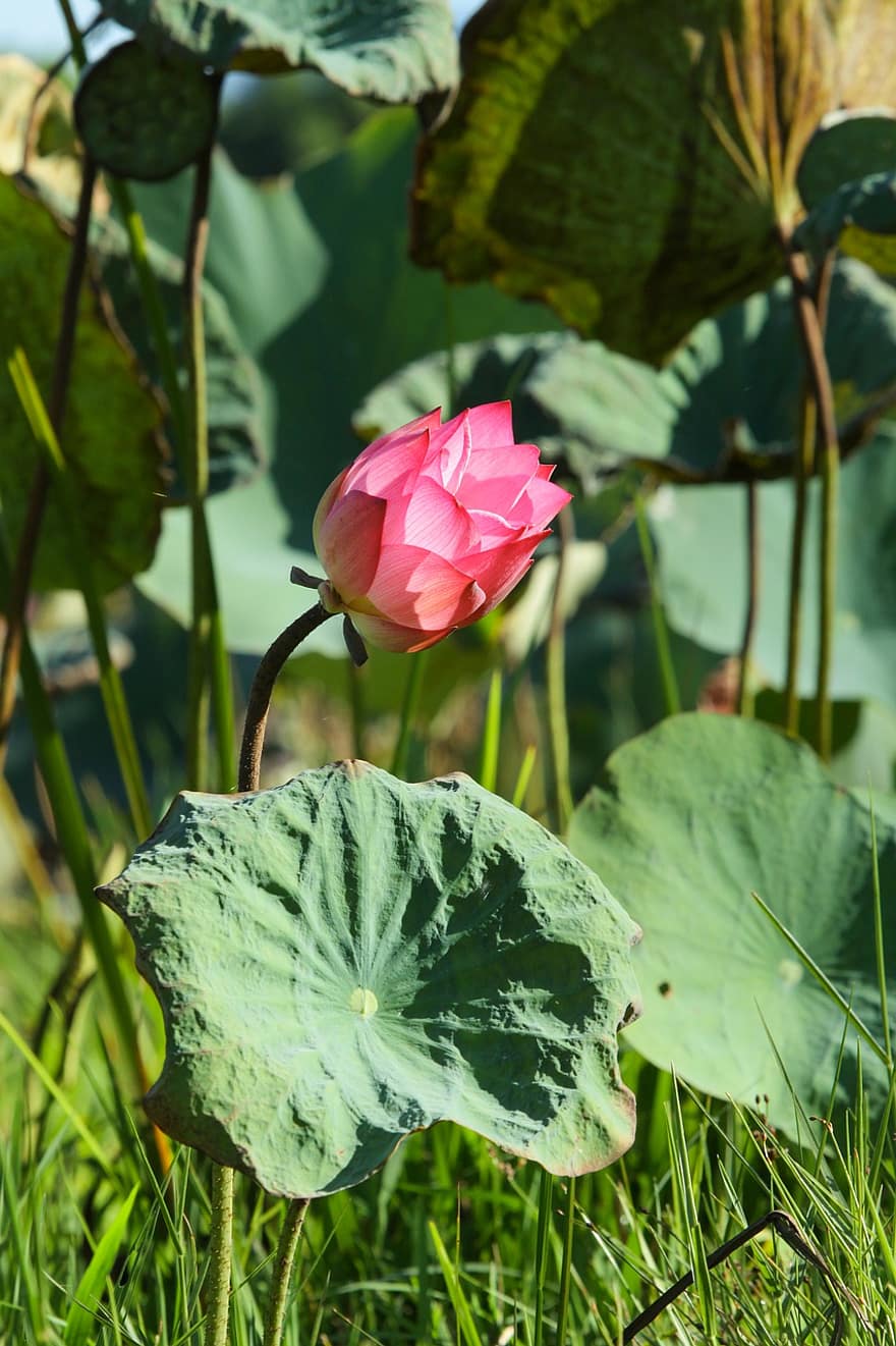 ภาษาอังกฤษของ Lotus, บัว, สีชมพู, บ่อน้ำ, ดอกไม้, ใบสีเขียว, ฤดูร้อน, สวย