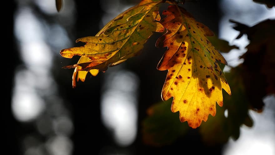 Příroda, podzim, strom, botanika, les, list, žlutá, sezóna, detail, zářivé barvy, pozadí