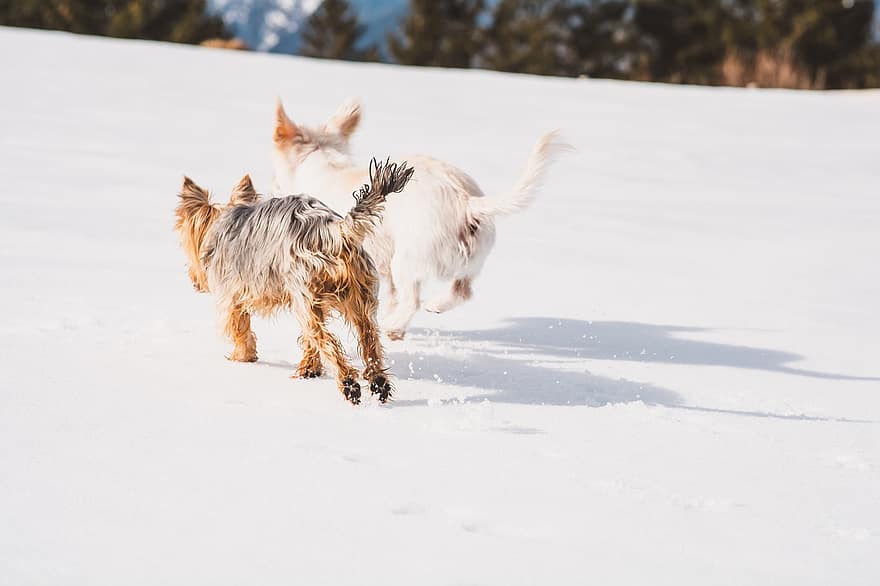 yorkshire terrier, hunde, kæledyr, dyr, pels, snude, pattedyr, hund portræt, dyr verden, vinter, sne