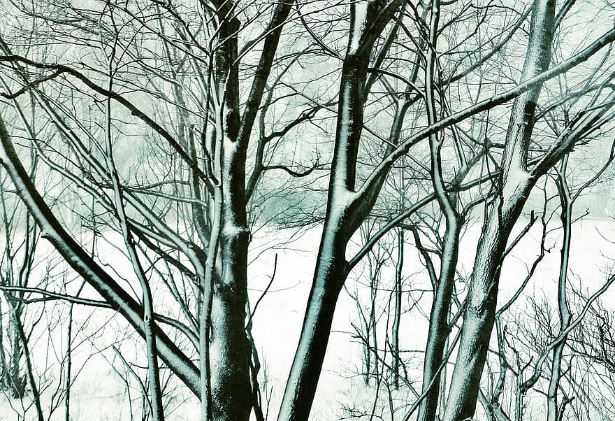 дървета, зима, сняг, зимни дървета, студ, замръзнал, бял