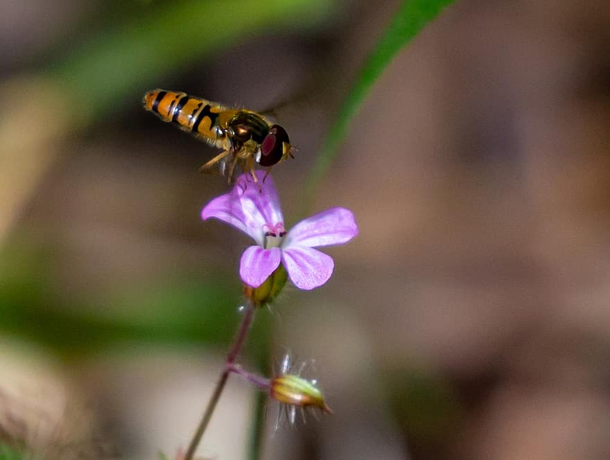 centaurium, Pasiasta mucha, unosić się w powietrzu, pszczoła, fioletowy kwiat, dziki kwiat, kwiat leśny, hoverfly, owad, kwitnąć, kwiat