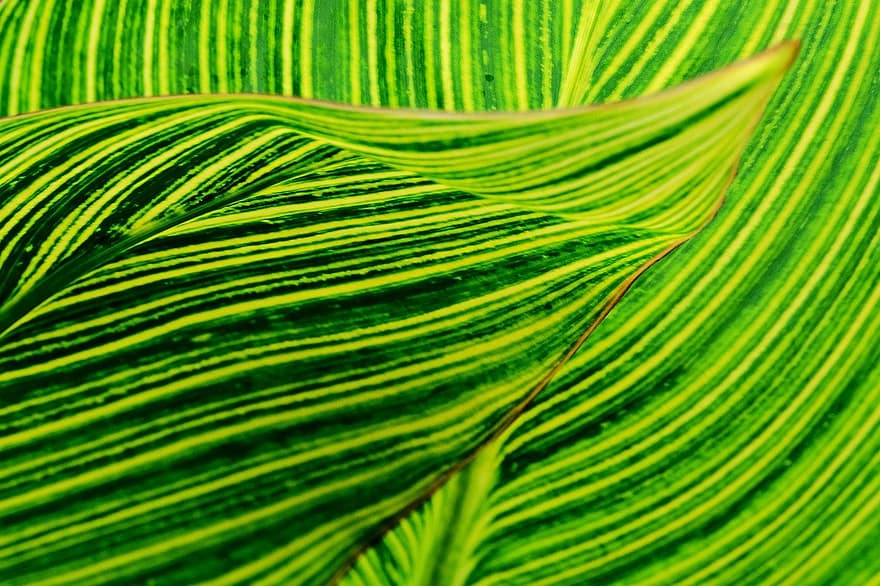 Leave, Pattern, Green Stripes, leaf, plant, botany, green color, close-up, backgrounds, no people, abstract