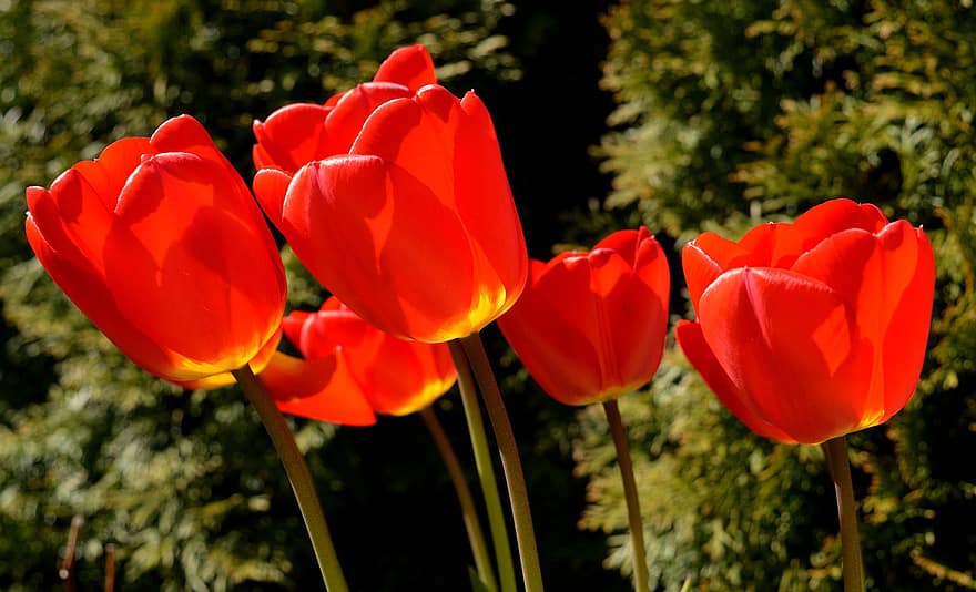 tulpen, bloesems, planten, bloemblaadjes, bloem, Lente bloeiers, de lente, flora, rode tulpen, rode bloemblaadjes, rode bloemen