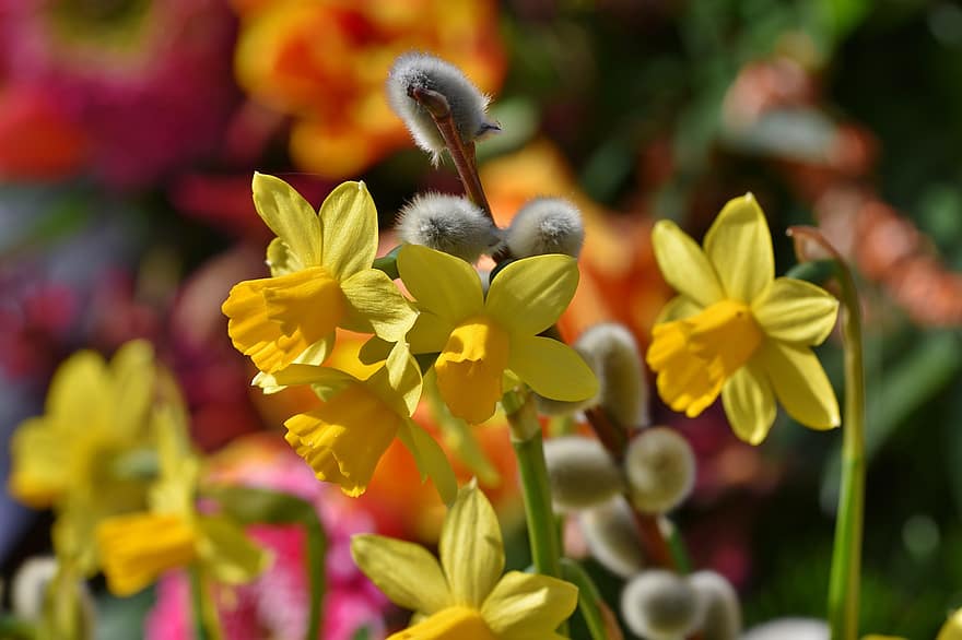 pääsiäislilja, kukat, kasvi, narsissi, narsissin pseudonarcissus, kevät, keväällä, kukinta, kukka, luonto, puutarha