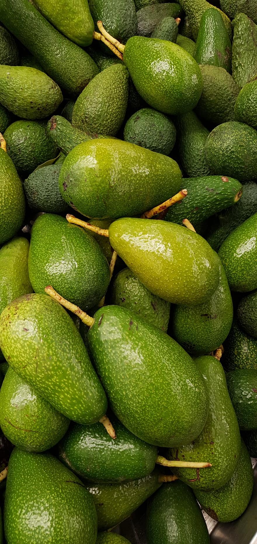 авокадо, Persea Americana, фрукты, урожай, свежесть, питание, крупный план, зеленого цвета, органический, здоровое питание, созревший