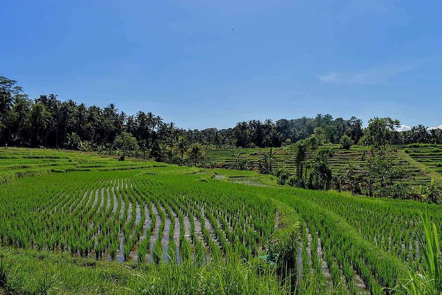 bali, risfelt, indonesia, jordbruk, ris terrasser, rismarker, natur, landlig, landsbygda