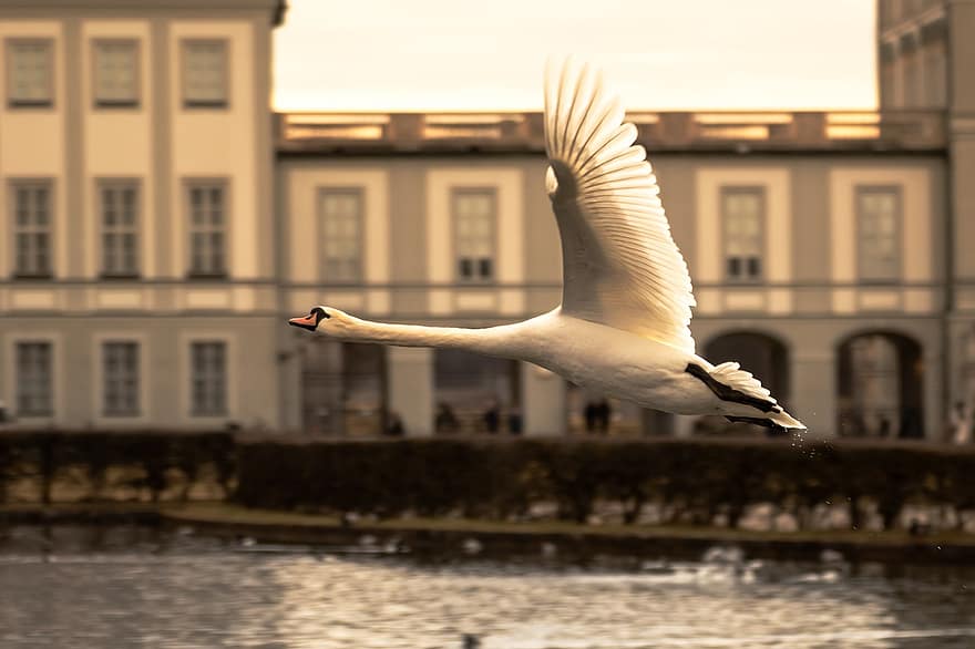Swan, Flying Swan, Lake, City, Water Bird, Bird, Avian, Ornithology, flying, beak, feather