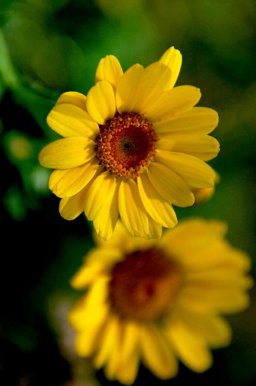 Квітка жовтого гусака, квіти, пелюстки, листя, флора, ботаніка, цвітіння, жовтий