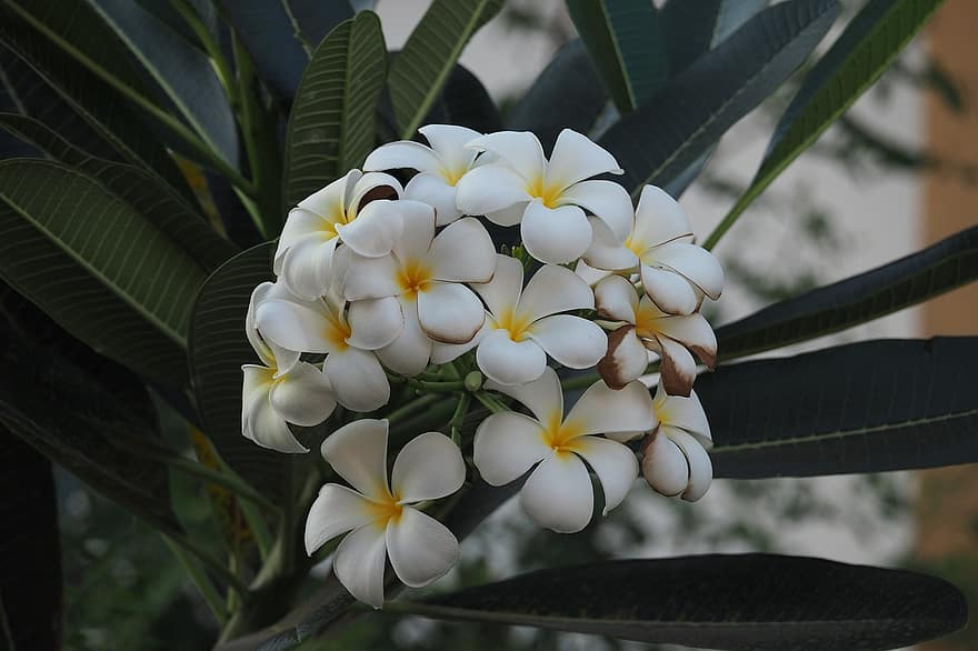 frangipani, flores, plantar, plumeria, flores brancas, flor, sai, árvore, folha, cabeça de flor, pétala