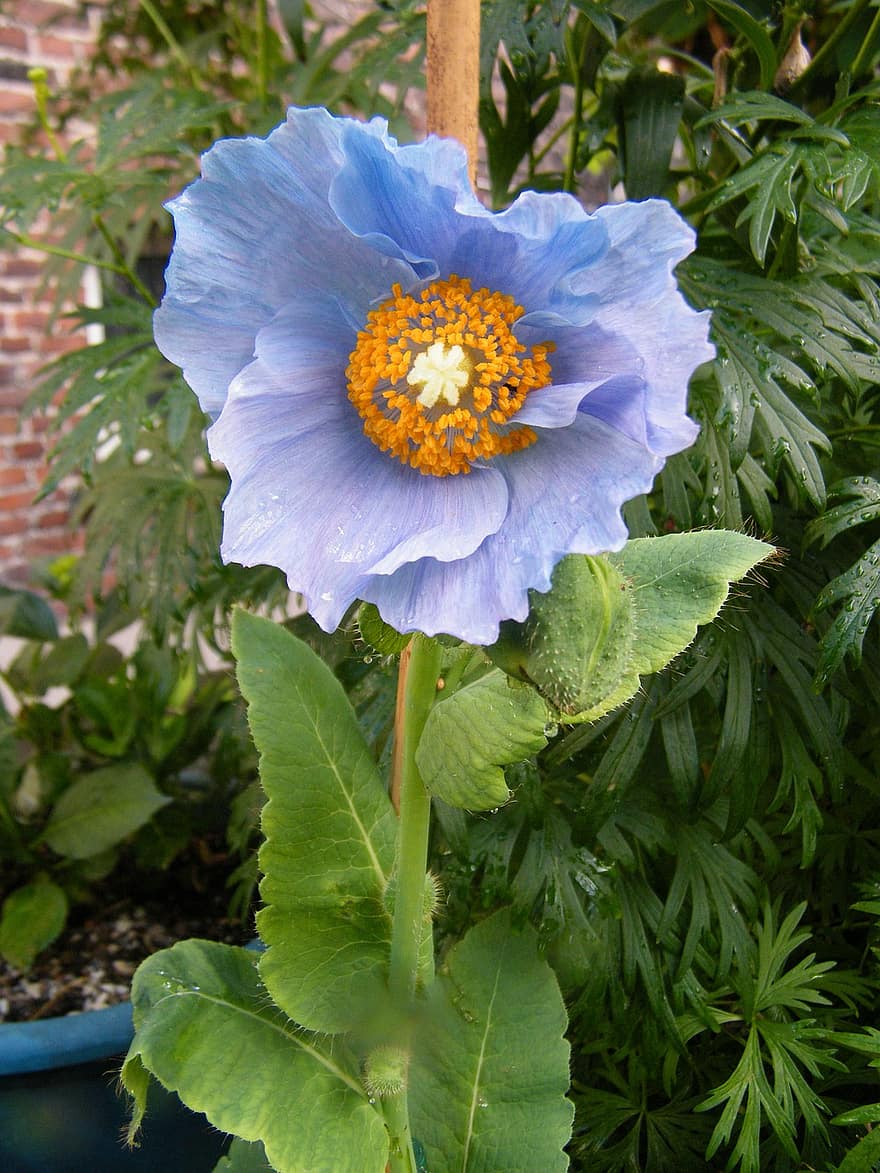 Niebieskie tybetańskie niebieskie maki, meconopsis, ogród, niebieskie rośliny, MAK, Mak himalajski, botanika, roślina, kwiaty, byliny