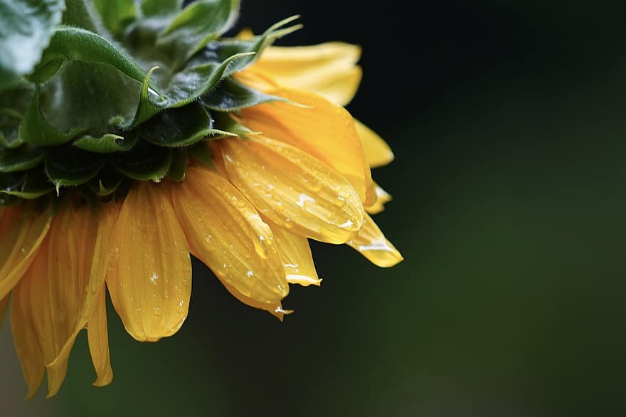Sunflower, Flower, Dew, Dewdrops, Droplets, Raindrops, Wet, Petals, Yellow Flower, Bloom, Blossom