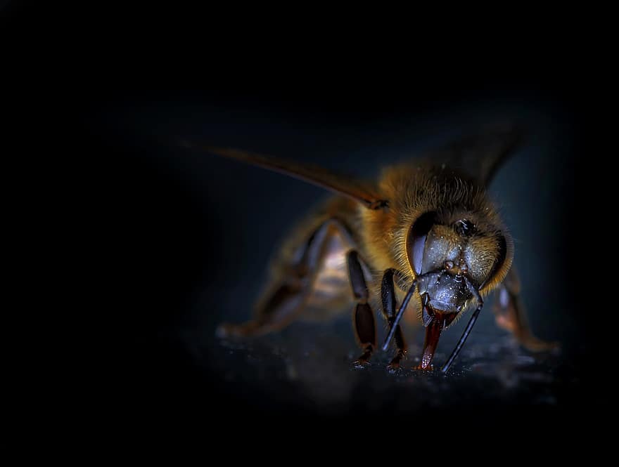 пчела, насекомое, животное, природа, темно, макрос