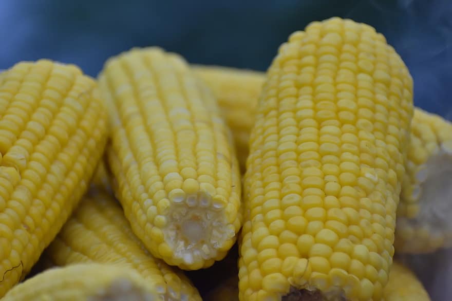початки кукурузы, кукуруза, овощи, сельское хозяйство